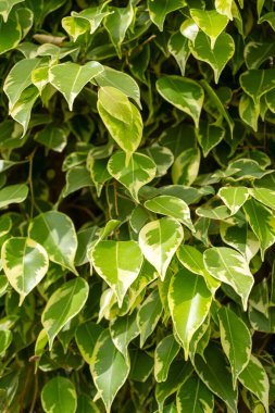 Yeşil ve beyaz yapraklı bir toprak örtüsü bitkisine yakın olup manzaraya güzel bir desen ekliyor.