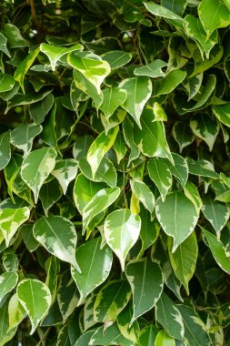 Yeşil ve beyaz yapraklı bir karasal bitkiye yakın çekim, muhtemelen bir zemin örtüsü ya da çalılık. Bitki çiçeklenme ya da daimi kategoriye ait olabilir, güzel bir desen sergiliyor.