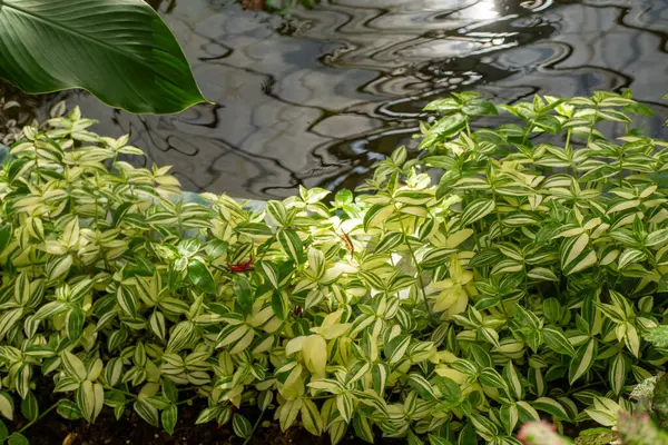 stock image A pond surrounded by a variety of green plants including terrestrial plants, flowers, grasses, groundcovers, trees, shrubs, and flowering plants creating a beautiful landscape