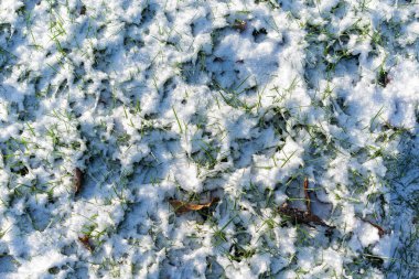 Karla kaplı zeminin yakın görüntüsü altında düşen yapraklarla birlikte eşsiz dokusunu da sergiliyor.