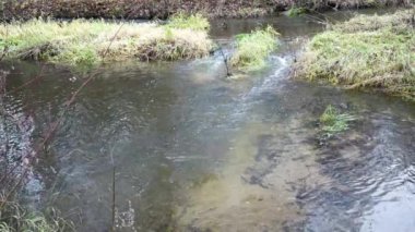 Bir orman nehri, sonbaharın sonlarında çimenli çalılıkların arasından kaynayan bir dereyle akar, gökyüzü bulutludur.