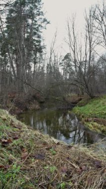 Bir orman nehri sonbaharın sonlarında bir vadiden akar, devrilmiş ağaçlar, çamlar, uzun otlar ve kumsal üzerinde sarı ve kahverengi yapraklar vardır, dikey çerçeve, bulutlu bir gün.