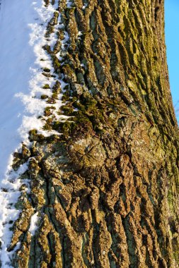 Tree trunk covered with snow after a blizzard, sunny day, photographed from a close distance, evening light from the side, part of the trunk is in the shade and with snow and part is in the sun and without snow clipart