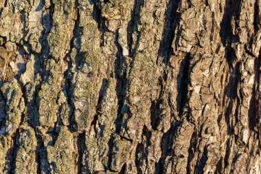 Sert meşe kabuğunun dokusu eğimli güneş ışığında yakın mesafeden fotoğraflandı.