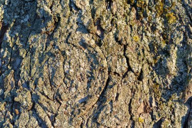 Sert meşe kabuğunun dokusu eğimli güneş ışığında yakın mesafeden fotoğraflandı.