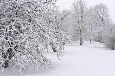 Karla kaplı ağaçlar ve kar yığınlarıyla dolu bir park, göz hizasından fotoğraflanmış, bulutlu bir gün, hava koşulları kar yağışlı.