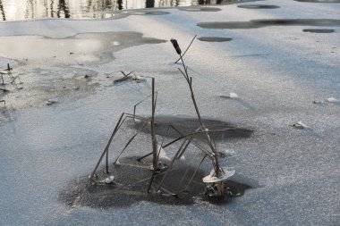 İnce buzun içinde donmuş su bitkileri, düşük açılı ve yakın mesafeden akşam güneşe karşı fotoğraflanmış, buz ve açık su görülebilir, suda yansımalar var.