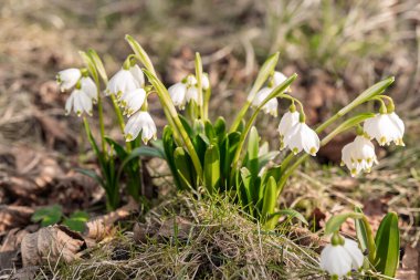 Bahçedeki kardamlaları yakın ve alçak açılardan, farklı tarlalar, baharın başlarında bahçede taze açan çiçekler.