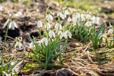 Bahçedeki kardamlaları yakın ve alçak açılardan, farklı tarlalar, baharın başlarında bahçede taze açan çiçekler.