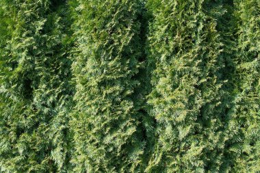 Thujas yakın mesafeden fotoğraflandı, yoğun büyümüş, thuja çiti, farklılaşmış odak, sığ alan derinliği