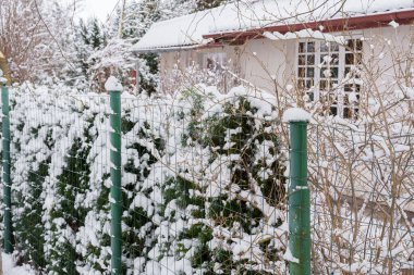 a snow-covered thuja hedge photographed through a wire fence with a building in the background, shallow depth of field, autumn time, no shadows