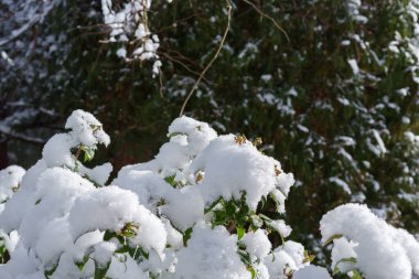 Yeşil yapraklı bir çalı, güneşli bir kış gününde yoğun bir kar tabakasıyla fotoğraflandı. Kar kristalleri açıkça görülüyor, seçici bir odak noktası.