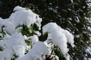 Yeşil yapraklı bir çalı, güneşli bir kış gününde yoğun bir kar tabakasıyla fotoğraflandı. Kar kristalleri açıkça görülüyor, seçici bir odak noktası.