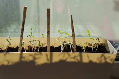 Evde, içinde tohum yetiştirmek için toprak bulunan kutular pencere pervazına konur. Baharın erken saatlerinde bahçe kökü ve sebze yetiştiricileri evde fidanlar yetiştirirler. Böylece uygun hava koşulları oluştuğunda bahçede sergilenirler.