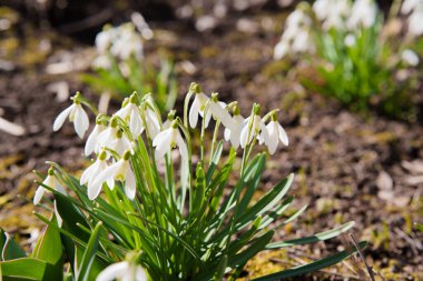 Bahçedeki kardamlaları yakından ve alçaktan, mavi gökyüzü arkaplanı günbatımında, farklı tarlalar, baharın başlarında taze açan çiçekler