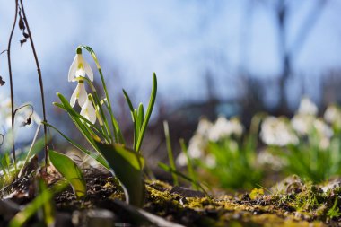 Bahçedeki kardamlaları yakından ve alçaktan, mavi gökyüzü arkaplanı günbatımında, farklı tarlalar, baharın başlarında taze açan çiçekler