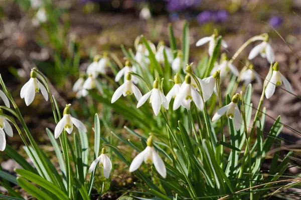 Bahçedeki kardamlaları yakından ve alçaktan, mavi gökyüzü arkaplanı günbatımında, farklı tarlalar, baharın başlarında taze açan çiçekler
