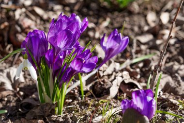 Bahçede çeşitli renklerde Crocuses, Bahar güneşinde düşük bir bakış açısından fotoğraflandı