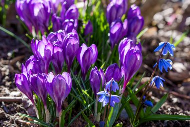 Bahçede çeşitli renklerde Crocuses, Bahar güneşinde düşük bir bakış açısından fotoğraflandı