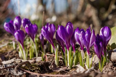 Bahçede çeşitli renklerde Crocuses, Bahar güneşinde düşük bir bakış açısından fotoğraflandı