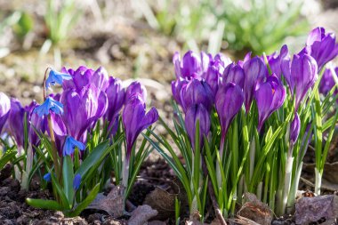 Bahçede çeşitli renklerde Crocuses, Bahar güneşinde düşük bir bakış açısından fotoğraflandı