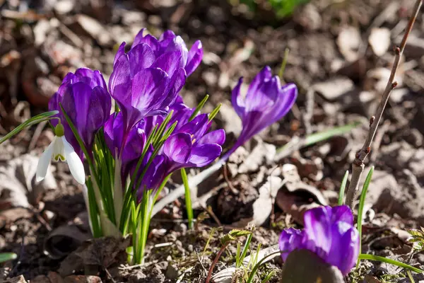 Bahçede çeşitli renklerde Crocuses, Bahar güneşinde düşük bir bakış açısından fotoğraflandı