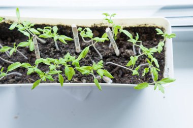 Evde, içinde tohum yetiştirmek için toprak bulunan kutular pencere pervazına konur. Baharın erken saatlerinde bahçe kökü ve sebze yetiştiricileri evde fidanlar yetiştirirler. Böylece uygun hava koşulları oluştuğunda bahçede sergilenirler.