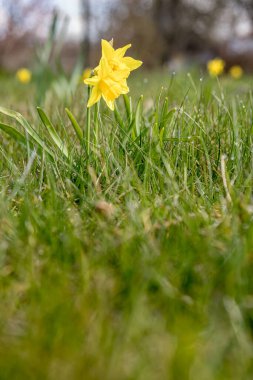 Sarı nergisler, yakın mesafeden seçici bir odak noktası olan mavi gökyüzü arka planına karşı ilkbaharın başlarında yeşil çimlerde büyüyen alçak bir açıdan fotoğraflandı.