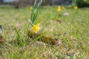 Sarı nergisler, yakın mesafeden seçici bir odak noktası olan mavi gökyüzü arka planına karşı ilkbaharın başlarında yeşil çimlerde büyüyen alçak bir açıdan fotoğraflandı.