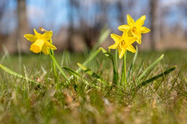 Sarı nergisler, yakın mesafeden seçici bir odak noktası olan mavi gökyüzü arka planına karşı ilkbaharın başlarında yeşil çimlerde büyüyen alçak bir açıdan fotoğraflandı.