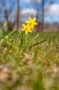Sarı nergisler, yakın mesafeden seçici bir odak noktası olan mavi gökyüzü arka planına karşı ilkbaharın başlarında yeşil çimlerde büyüyen alçak bir açıdan fotoğraflandı.