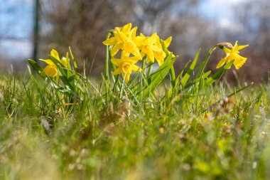 Sarı nergisler, yakın mesafeden seçici bir odak noktası olan mavi gökyüzü arka planına karşı ilkbaharın başlarında yeşil çimlerde büyüyen alçak bir açıdan fotoğraflandı.
