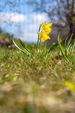 Sarı nergisler, yakın mesafeden seçici bir odak noktası olan mavi gökyüzü arka planına karşı ilkbaharın başlarında yeşil çimlerde büyüyen alçak bir açıdan fotoğraflandı.