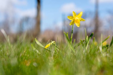 Sarı nergisler, yakın mesafeden seçici bir odak noktası olan mavi gökyüzü arka planına karşı ilkbaharın başlarında yeşil çimlerde büyüyen alçak bir açıdan fotoğraflandı.