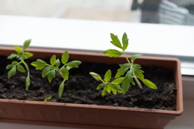 Evde, içinde tohum yetiştirmek için toprak bulunan kutular pencere pervazına konur. Baharın erken saatlerinde bahçe kökü ve sebze yetiştiricileri evde fidanlar yetiştirirler. Böylece uygun hava koşulları oluştuğunda bahçede sergilenirler.