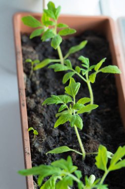 Evde, içinde tohum yetiştirmek için toprak bulunan kutular pencere pervazına konur. Baharın erken saatlerinde bahçe kökü ve sebze yetiştiricileri evde fidanlar yetiştirirler. Böylece uygun hava koşulları oluştuğunda bahçede sergilenirler.