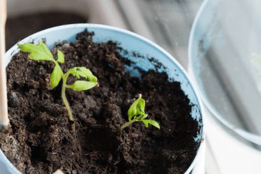 Evde, içinde tohum yetiştirmek için toprak bulunan kutular pencere pervazına konur. Baharın erken saatlerinde bahçe kökü ve sebze yetiştiricileri evde fidanlar yetiştirirler. Böylece uygun hava koşulları oluştuğunda bahçede sergilenirler.