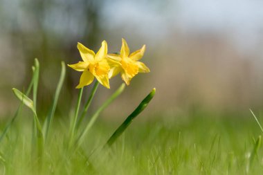 Sarı nergisler, yakın mesafeden seçici bir odak noktası olan mavi gökyüzü arka planına karşı ilkbaharın başlarında yeşil çimlerde büyüyen alçak bir açıdan fotoğraflandı.