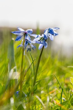 Sibirya çan çiçekleri gökyüzüne ve çimenlere karşı alçak bir açıdan çekilmiş, seçici, küçük odak makro fotoğrafı, yakın mesafeden, çiçek dokusu görünür.