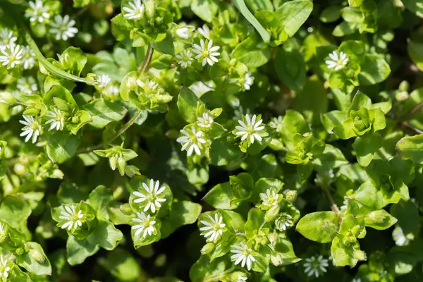 Yukardan çekilen civciv otu, yakın mesafeden çekilen beyaz çiçekler, diferansiyel odak
