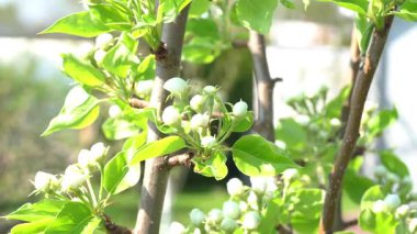 Meyve ağacı yakın mesafeden çiçek açar, farklı bir odak noktasıyla yakınlaşır, dalları sallar, ekipmanları yakın mesafeden ellerinizde tutarken görüntülenir.
