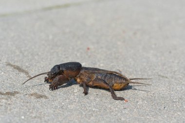 Köstebek cırcır böceği yakın mesafeden ve düşük açıyla gün ışığında, seçici bir odak noktasında fotoğraflandı.
