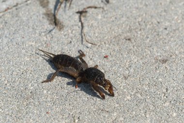 Köstebek cırcır böceği yakın mesafeden ve düşük açıyla gün ışığında, seçici bir odak noktasında fotoğraflandı.