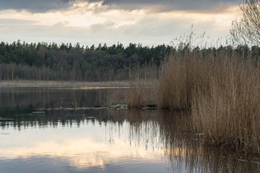 Gün batımında ön planda sazlıkların olduğu göl manzarası, yansımada gökyüzü ve karşı kıyıda bir orman, Letonya 'da Laveri Gölü