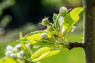 meyve ve böğürtlen ağaçları yakın mesafeden filizlenir, görünür çiçek dokusu, farklı odak noktaları, makro fotoğrafçılık, çiçek açan aşamasında, güneşli gün, gölgeler ve ışıklar