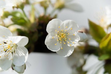 meyve ve böğürtlen ağaçları yakın mesafeden filizlenir, görünür çiçek dokusu, farklı odak noktaları, makro fotoğrafçılık, çiçek açan aşamasında, güneşli gün, gölgeler ve ışıklar