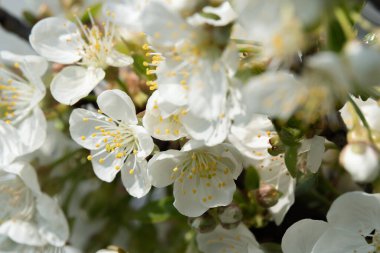 meyve ve böğürtlen ağaçları yakın mesafeden filizlenir, görünür çiçek dokusu, farklı odak noktaları, makro fotoğrafçılık, çiçek açan aşamasında, güneşli gün, gölgeler ve ışıklar