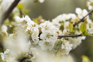 meyve ve böğürtlen ağaçları yakın mesafeden filizlenir, görünür çiçek dokusu, farklı odak noktaları, makro fotoğrafçılık, çiçek açan aşamasında, güneşli gün, gölgeler ve ışıklar