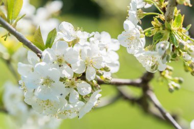 meyve ve böğürtlen ağaçları yakın mesafeden filizlenir, görünür çiçek dokusu, farklı odak noktaları, makro fotoğrafçılık, çiçek açan aşamasında, güneşli gün, gölgeler ve ışıklar