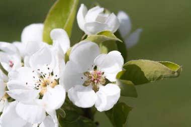 meyve ve böğürtlen ağaçları yakın mesafeden filizlenir, görünür çiçek dokusu, farklı odak noktaları, makro fotoğrafçılık, çiçek açan aşamasında, güneşli gün, gölgeler ve ışıklar